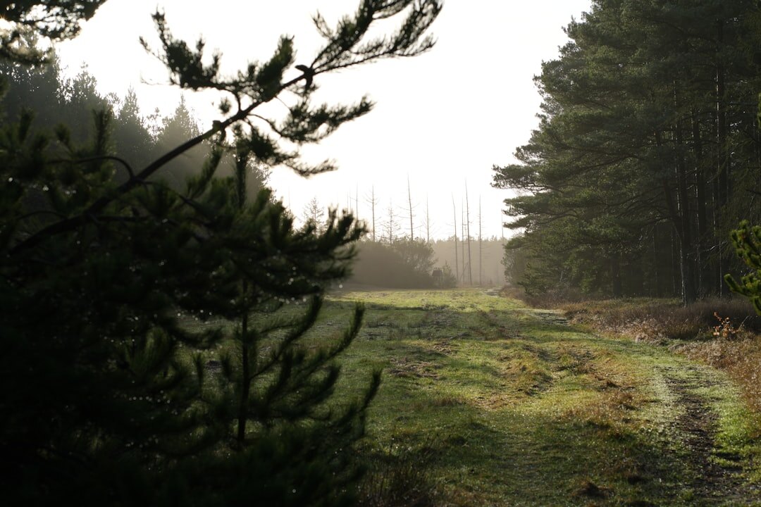 Misty Danish forest in early morning light