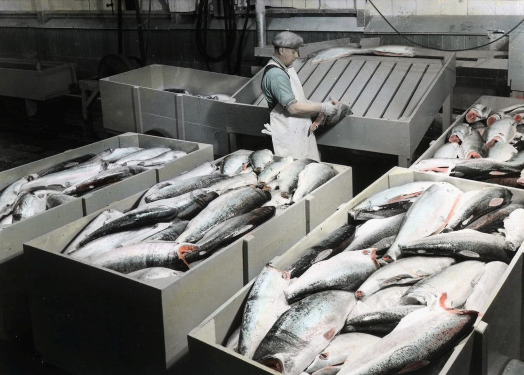 sorting fresh fish
