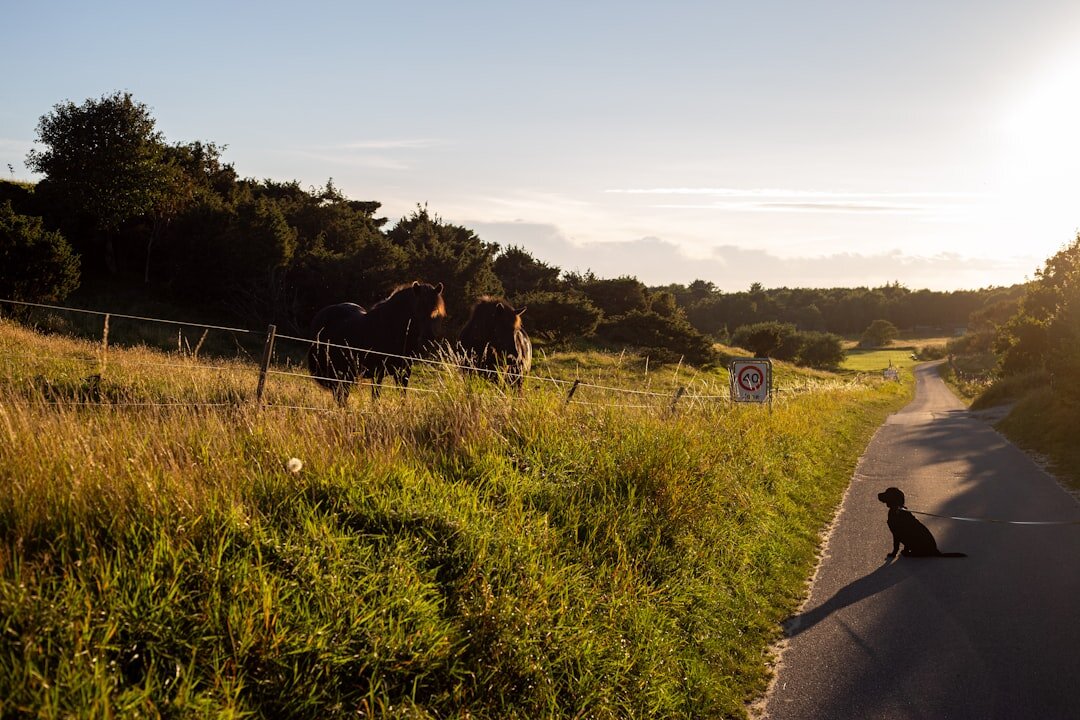 documentary photographer in rural denmark
